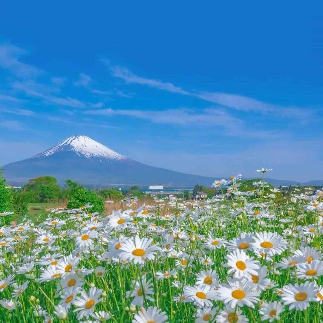 Dou Yin - 那我走(Vina House )