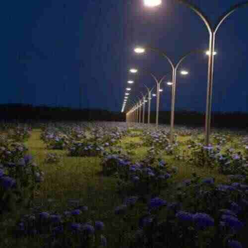 FREEDOM（TANG唐 Vina Mix）O