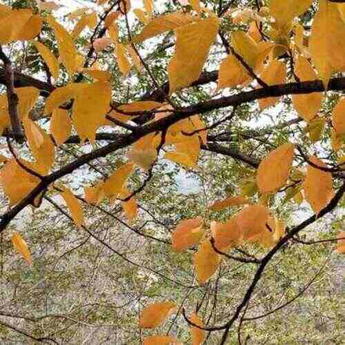 Miss Dre - LIFESTYLE (Original Mix) 